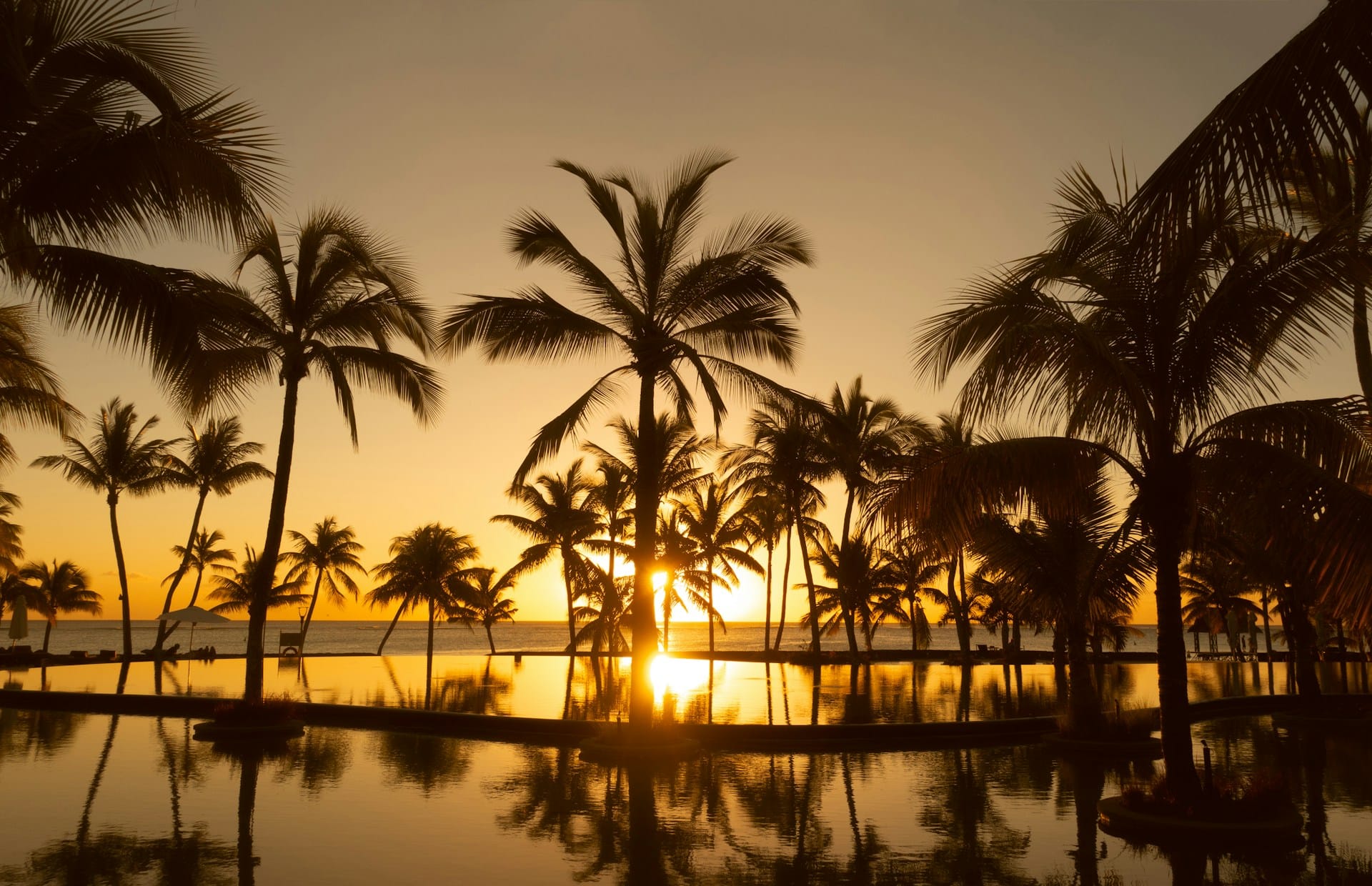 Palms at sunset