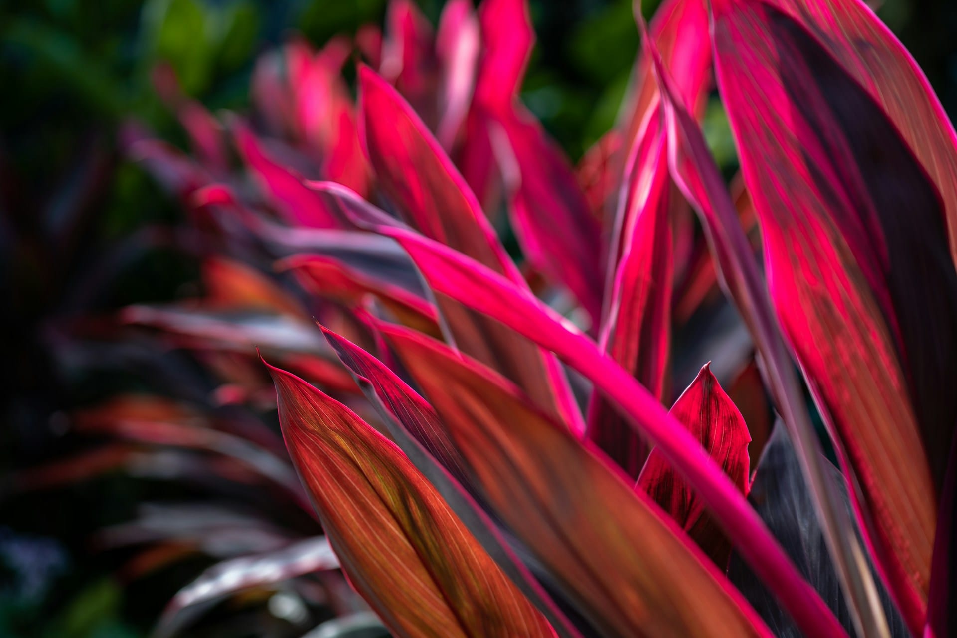 Red leaves